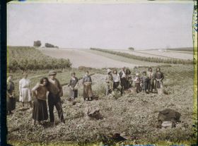 Image représentant Ile de France, Sarcelle St Briec, La Cueillette des petits pois