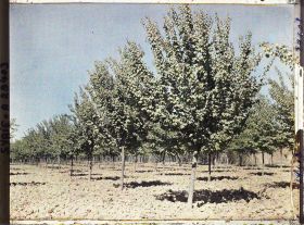 Image représentant Plantation irriguée d'abricotiers