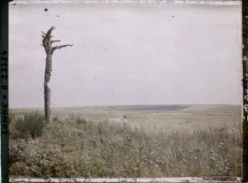 Image représentant France, Maurepas, Le bois d'Anderlu, vu du bois Douage