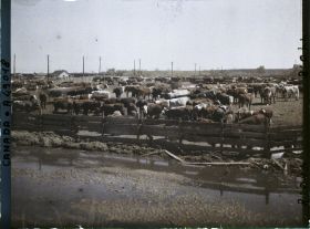 Image représentant Canada, Calgary, Stockyards - Parc de repos du bétail
