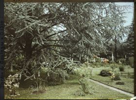 Image représentant Pelouse fleurie vue depuis le grand cèdre situé près du marais et du chemin menant vers l'ouest