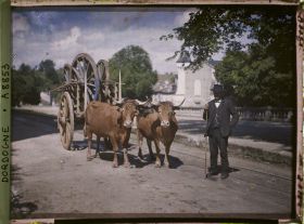Image représentant France, Brantôme, Vaches et charrette avec le toucheur