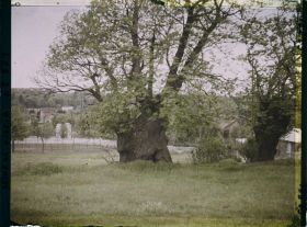 Image représentant France, Louveciennes, Vieux chataigner