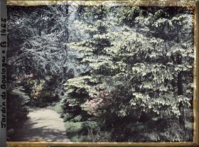 Image représentant La forêt dorée et la forêt bleue