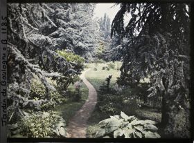 Image représentant Grands cèdres encadrant le chemin de la forêt bleue qui serpente vers l'ouest en bordure du marais