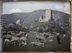 Image représentant Troupeau de moutons et le vieux château de Miglos