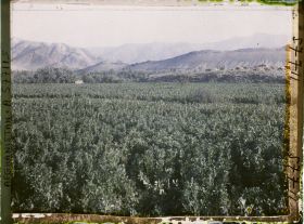 Image représentant Champ de fèves