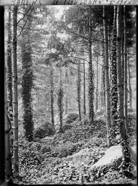 Image représentant La forêt vosgienne