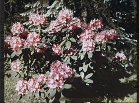 Image représentant Rhododendrons rouges-rosés