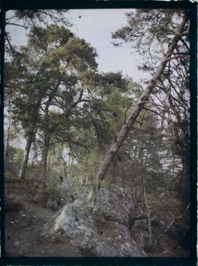 Image représentant France, Fontainebleau, Forêt de Fontainebleau
