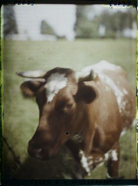 Image représentant Ile de France, Montroult, Vache de race Normande