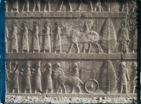 Image représentant Escalier nord de l'Apadana, détail de la procession des tributaires