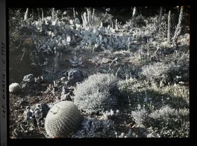 Image représentant Ensemble de plantes exotiques dont divers cactus