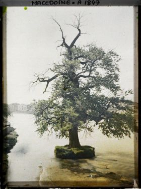 Image représentant Grand peuplier tremble du Vardar