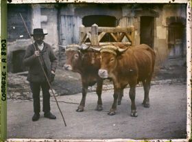 Image représentant Monsieur François Jean, avec ses deux boeufs dans les rues de la ville