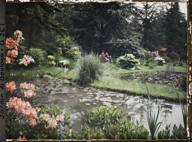 Image représentant Rhododendrons et gunerra bordant l'est des bassins du marais plantés de nénuphars