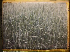 Image représentant Ile de France, Corneilles en Parisis , Champs de blé