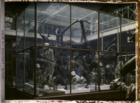 Image représentant Une des vitrines du museum d'histoire naturelle