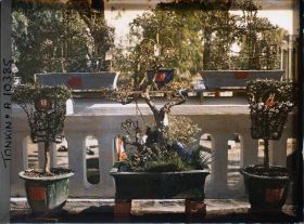 Image représentant Un bonsaï (banian nain)