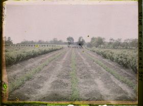 Image représentant Ile de France, Frepillon, Culture d'asperges