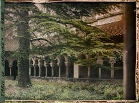 Image représentant Un cèdre dans le cloître de l'abbaye Saint-Pierre
