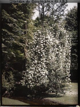 Image représentant Rosier liane longeant le ruisseau du jardin anglais