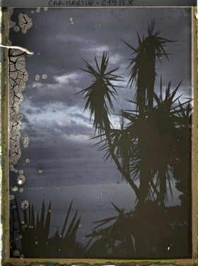 Image représentant Yucca ou cordyline et autres plantes exotiques, vues à contre-jour dans la lumière du soir