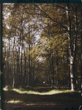 Image représentant Forêt