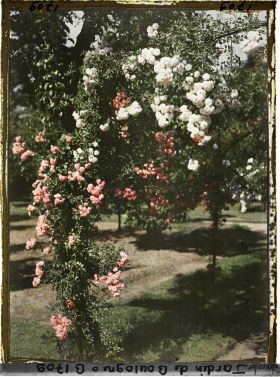 Image représentant Ornementation de roses entrelacées, en partie sud-ouest du verger-roseraie ?