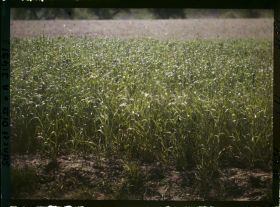 Image représentant France, Fontenay-Fleuri, Aspect des Cultures, Champ de Seigle (N° 1)