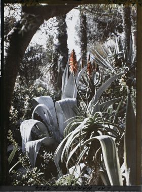 Image représentant le Jardin