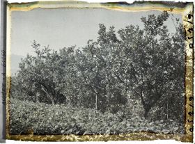 Image représentant Plantation de citronniers avec au pied des haricots