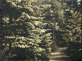 Image représentant La forêt dorée