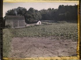 Image représentant Ile de France, Vallangoujard, Champ de betteraves à moitié détruit par l'Orage (suite au N° 62776)