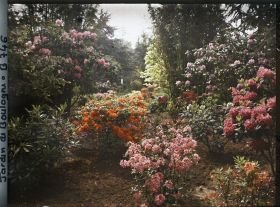 Image représentant Azalées près du Marais