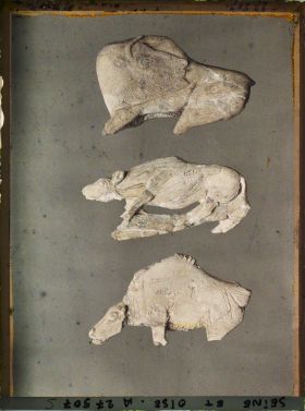 Image représentant France, St Germain-en-Laye, Bison à tête retournée 56873, Hyène en ivoire 60362, Bison tête basse 60361. La Madeleine