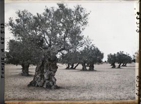 Image représentant Vieux oliviers dans une plantation (culture arabe)