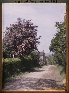 Image représentant Les aubépines