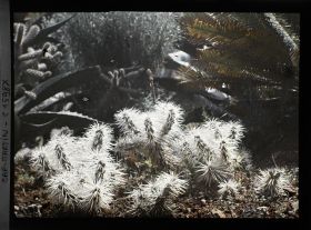 Image représentant Gros plan sur un cactus