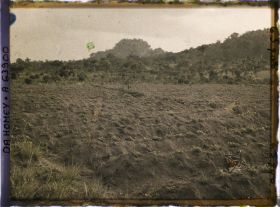 Image représentant Culture de l'arachide