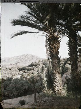 Image représentant La palmeraie avec au fond le Djebel Grouz