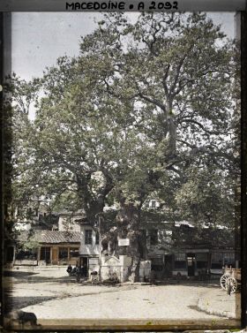 Image représentant Grand platane avec les fontaines (place Cinar)