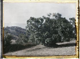 Image représentant Plantation de figuiers et village à l'arrière-plan