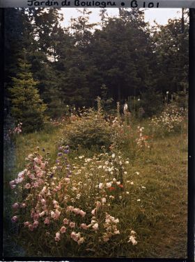 Image représentant Prairie en fleurs au coeur de la forêt dorée