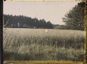 Image représentant Ile de France, Vallangoujard, Champ de blé