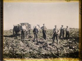 Image représentant Seine et Marne, Guermantes, Ouvriers agricoles arrachant les betteraves