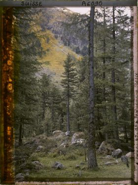 Image représentant Paysage de forêt dans la région de Roseg