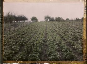 Image représentant France, Louveciennes, Culture de fraisiers