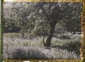 Image représentant Dans un parc (sans doute celui du mausolée d'Abdour Rahmân)