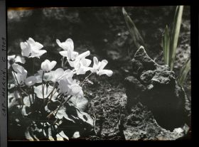 Image représentant Cyclamen en fleurs